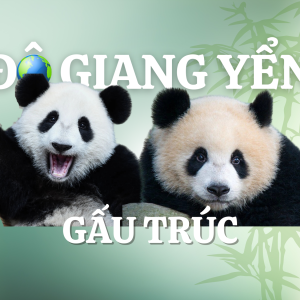 Đô Giang Yển – thiên đường bảo tồn gấu trúc nổi tiếng của Trung Quốc