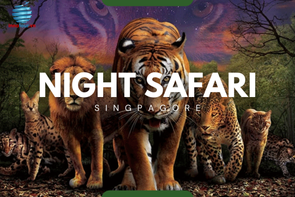 Trải Nghiệm Night Safari - Công Viên Đêm Độc Đáo Nhất Thế Giới