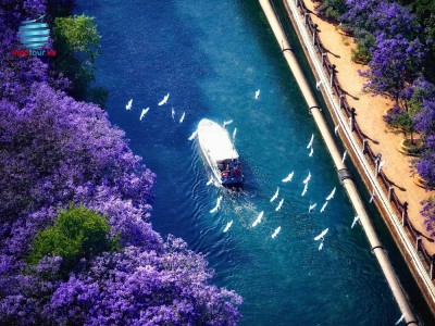 Tour Côn Minh - Mùa hoa phượng tím - Trải nghiệm trượt tuyết - NO SHOPPING