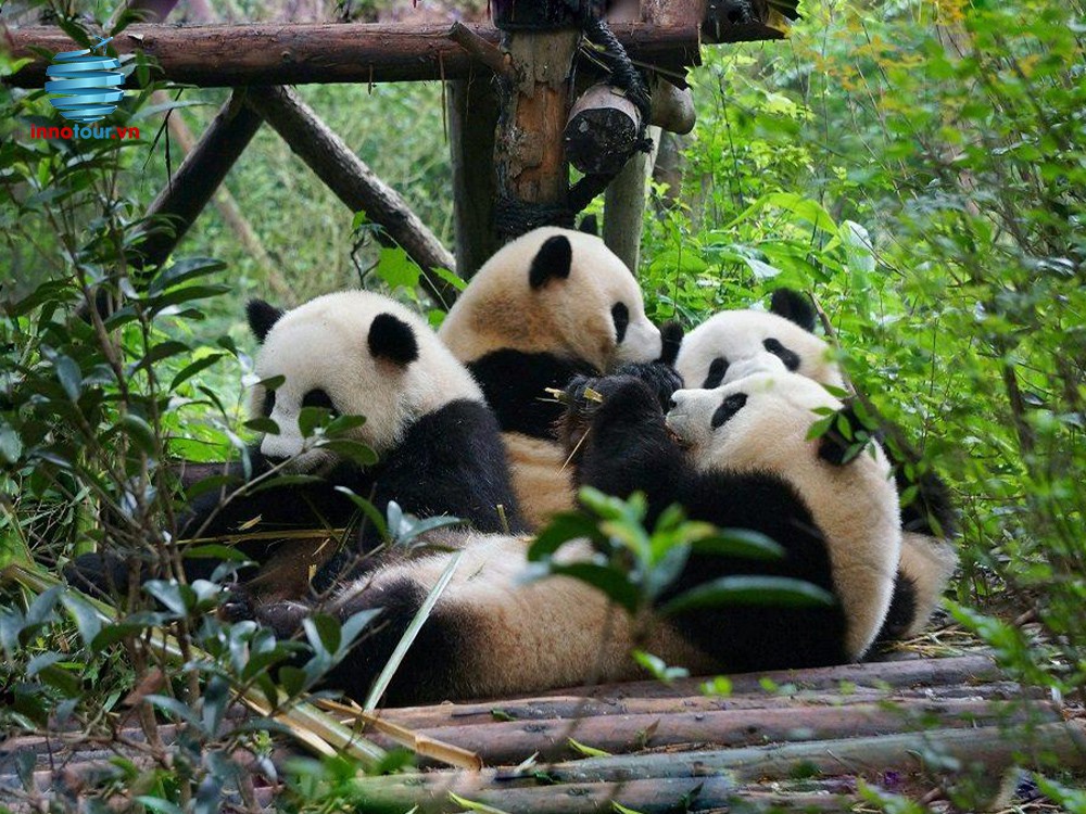 Tour Trùng Khánh Mono - 5N4Đ - NOSHOP