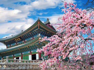 Tour Hàn Quốc Mùa Hoa Anh Đào 5N4Đ: Seoul - Đảo Nami - Everland - Công Viên Yeouido