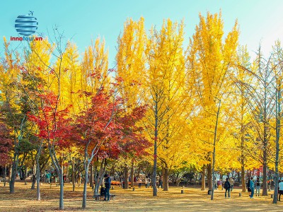 Tour Hàn Quốc 5 ngày 4 đêm: Khám phá Seoul - Đảo Nami - Công viên giải trí Everland