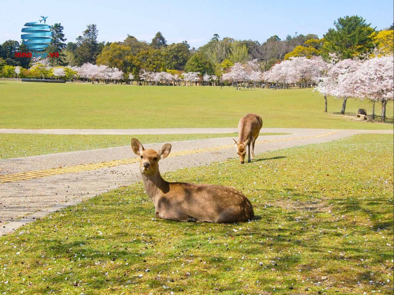 Tour Nhật Bản: Osaka - Nara - Kyoto - Yamanashi - Tokyo - Narita 5N5Đ - Khám phá cung đường vàng