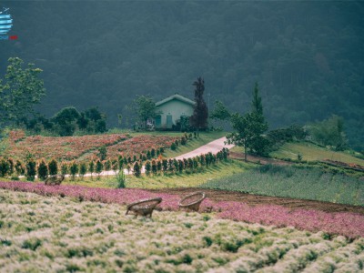 Tour Đà Lạt 3 ngày 3 đêm - Thiên đường săn mây - The Florest - Suối Mơ - Vườn Địa Đàng - Khu du lịch Pini 