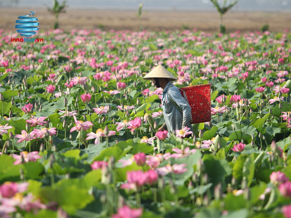 Tour Đồng Tháp 2N1Đ - KDL Gáo Giồng - Vườn Quốc Gia Tràm Chim Tam Nông