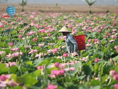 Tour Đồng Tháp 2N1Đ - KDL Gáo Giồng - Vườn Quốc Gia Tràm Chim Tam Nông
