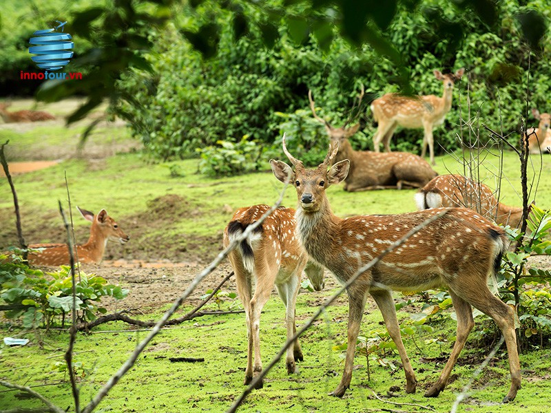 Tour Madagui 3 Ngày 2 Đêm - Tour Khám Phá Trải Nghiệm KDL Rừng 