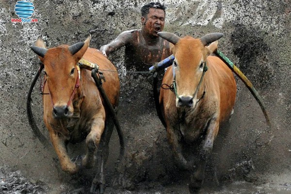 Sôi động đua bò truyền thống Pacu Jawi của Indonesia